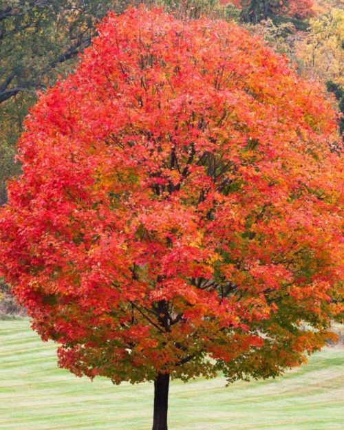 Acer freemanii Autumn Fantasy