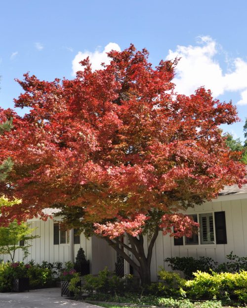 Acer Freemanii ‘Autumn Blaze’