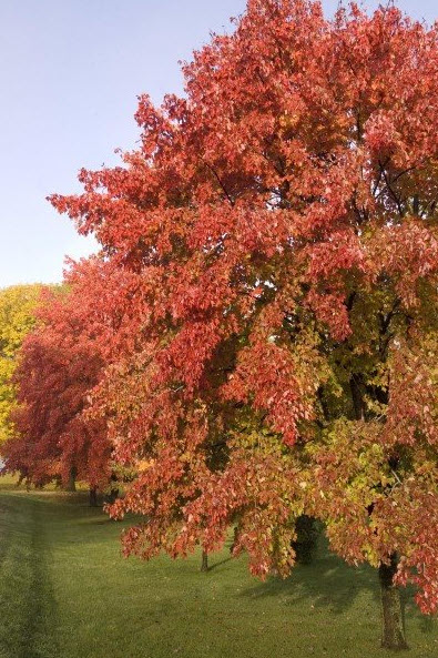 Acer Freemanii 'Sienna'