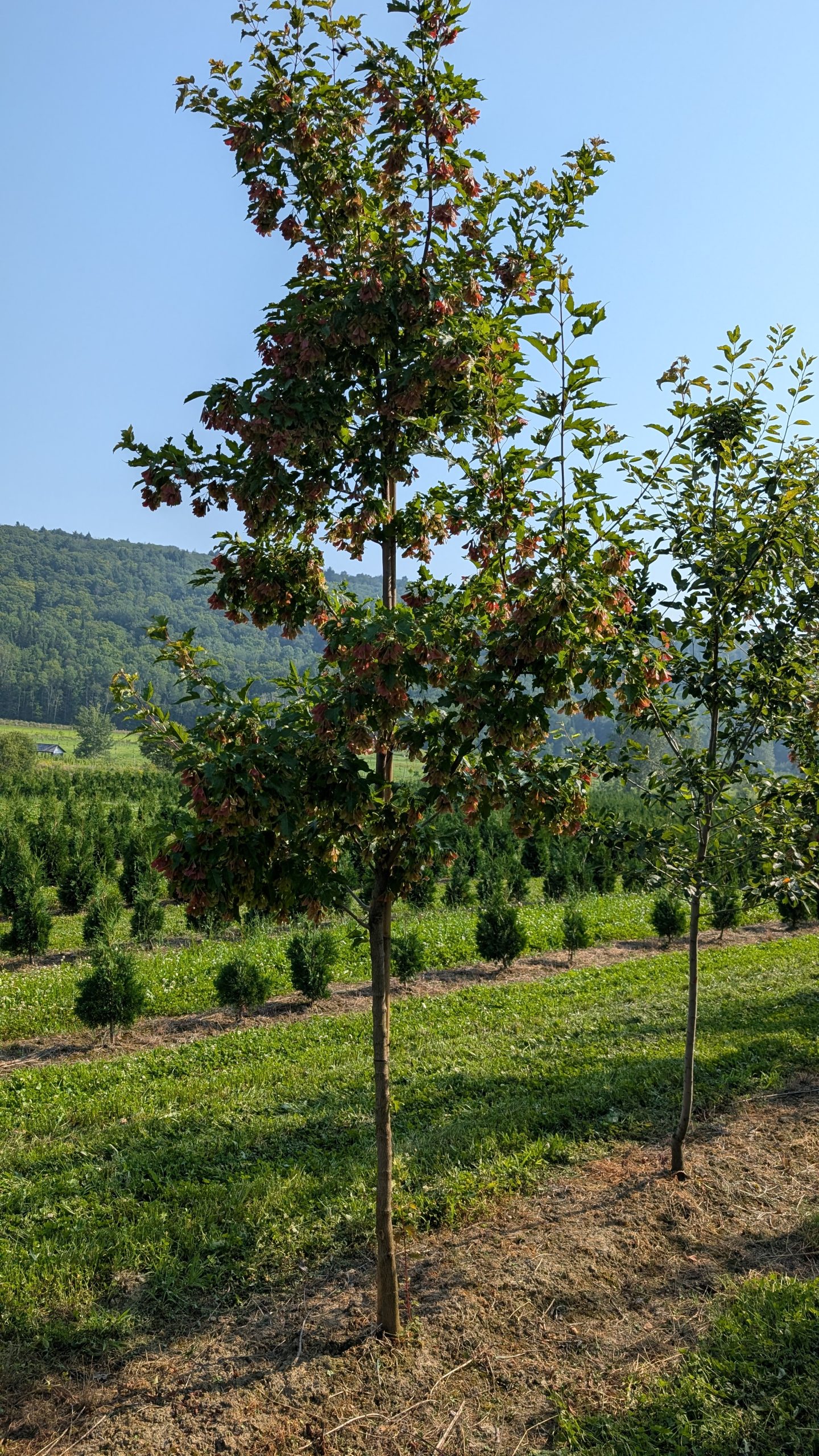 Acer ginnala ‘Ruby Slippers’ – Image 2
