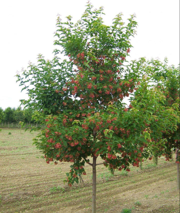 Acer ginnala ‘Ruby Slippers’ – Image 3