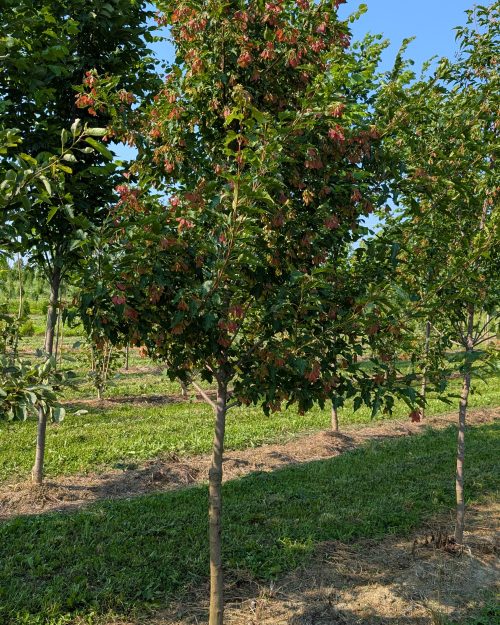 Acer Ginnala ‘Ruby Slippers’