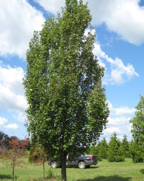 Acer rubrum 'Armstrong'