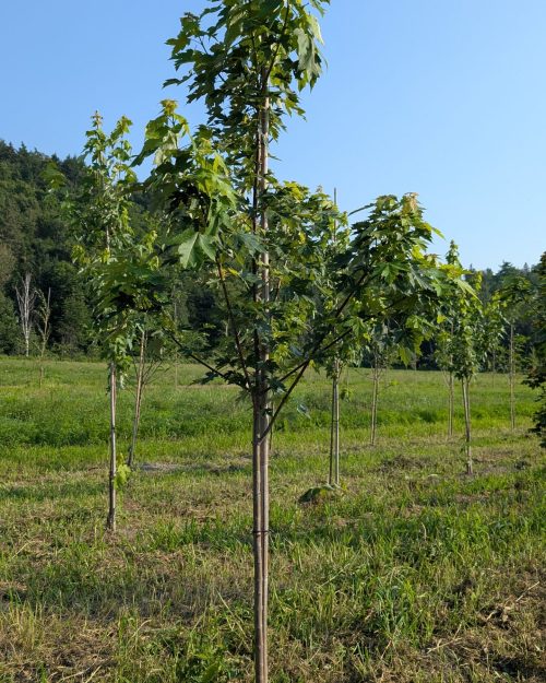 Acer Freemanii ‘Celebration’