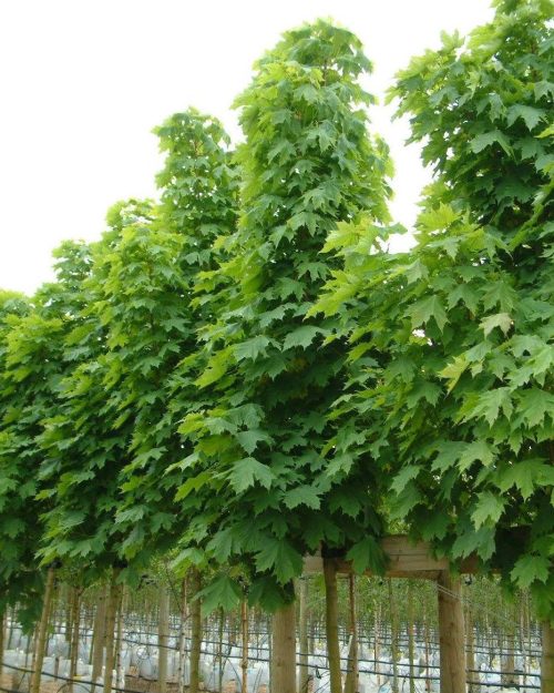 Acer Platanoides 'Columnare'