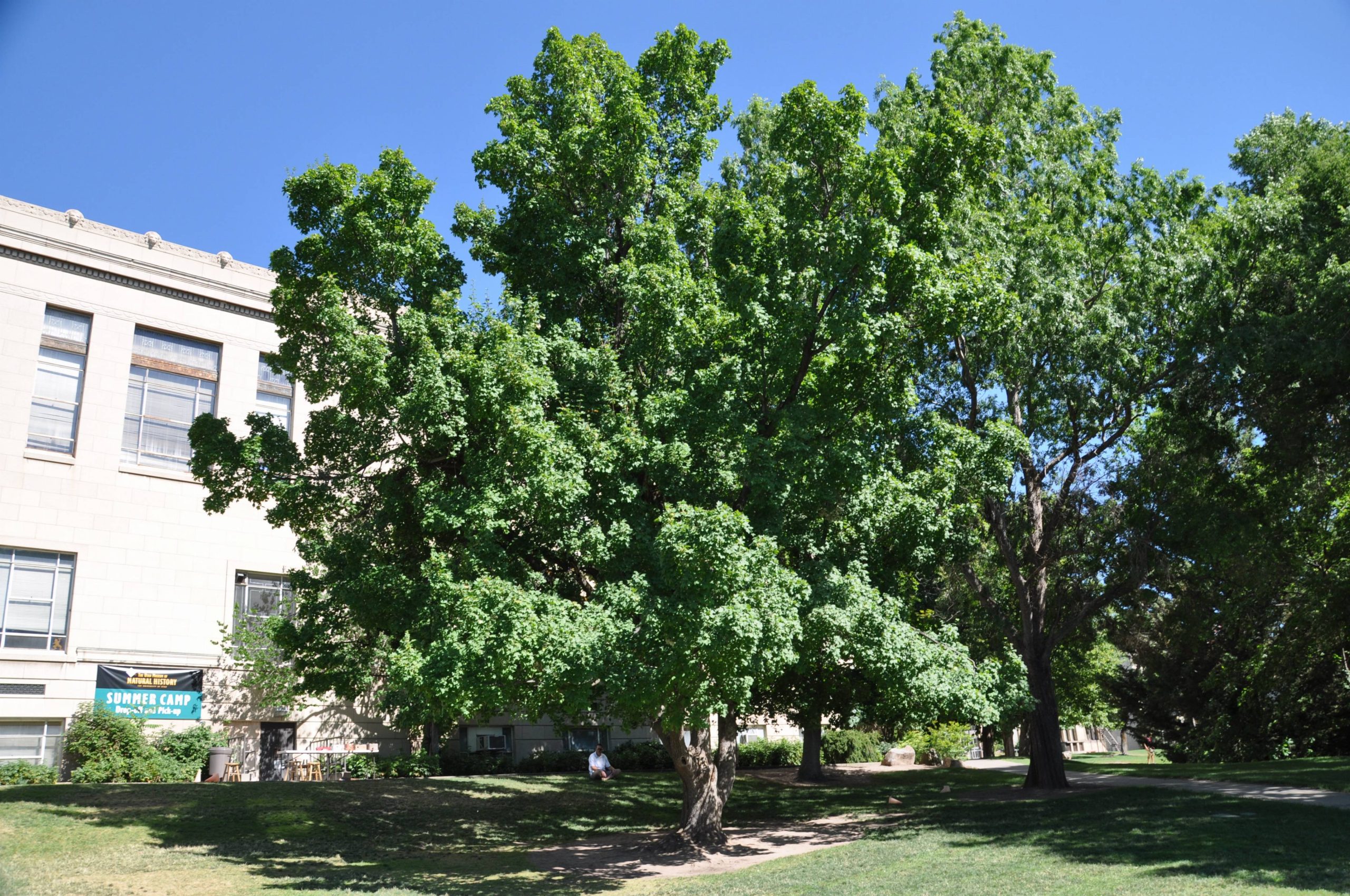 Acer rubrum – Image 2