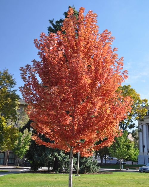 Acer rubrum