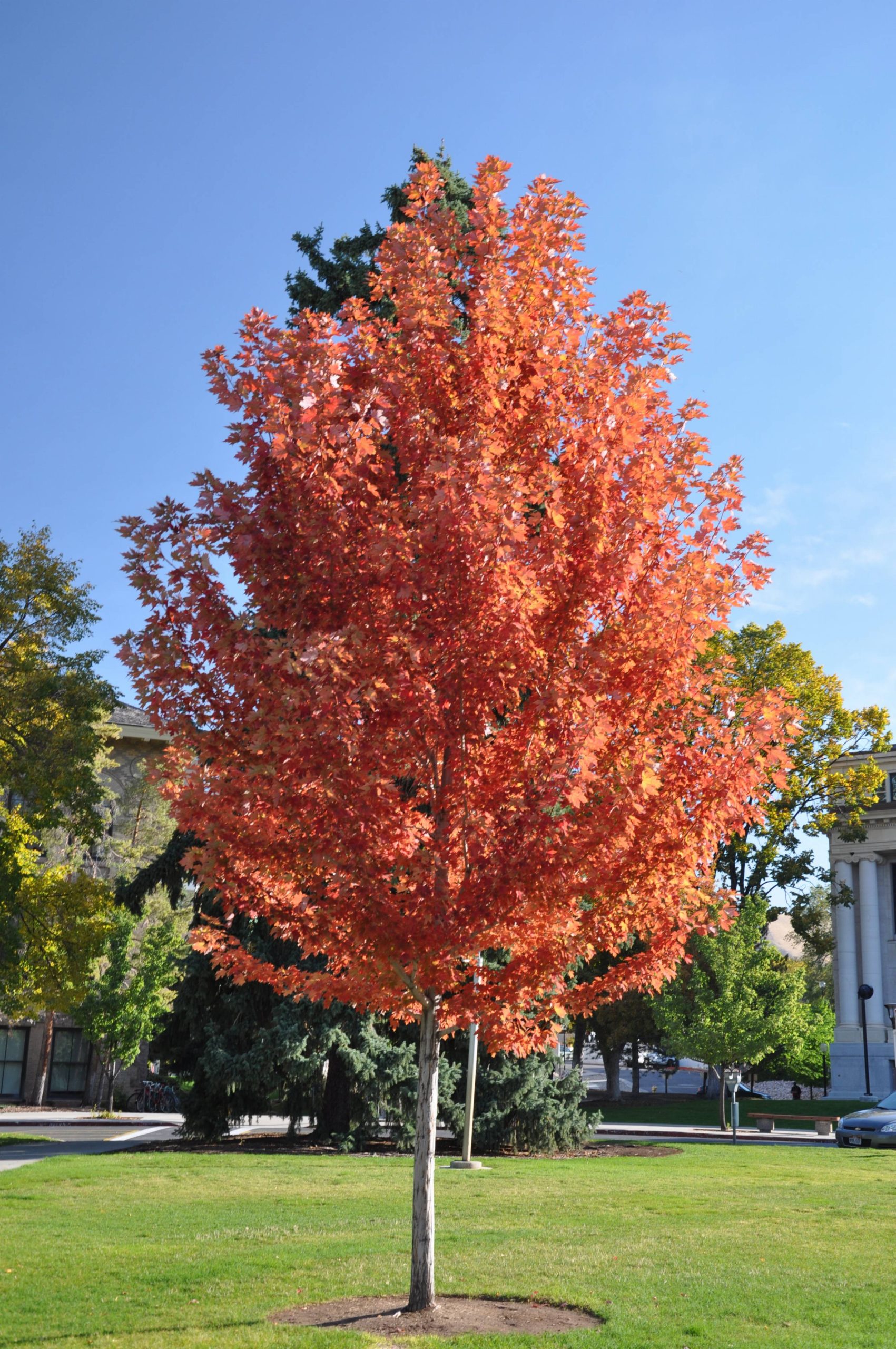 Acer rubrum