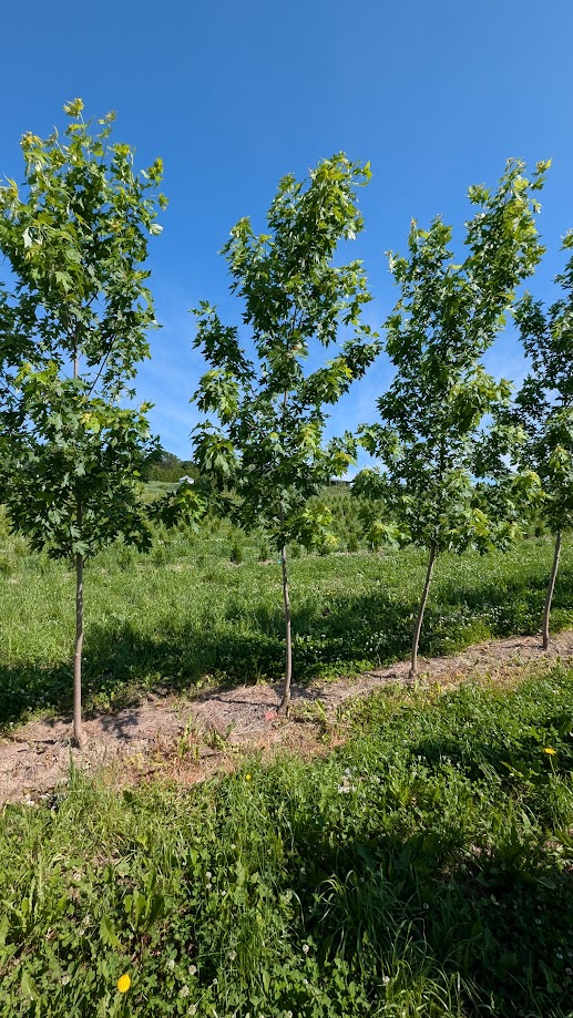 Acer saccharinum 'Silver Cloud' – Image 3