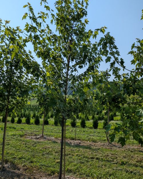 Acer saccharinum 'Silver Cloud'