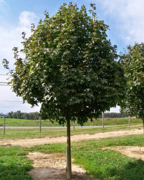 Acer saccharum 'Green Mountain'