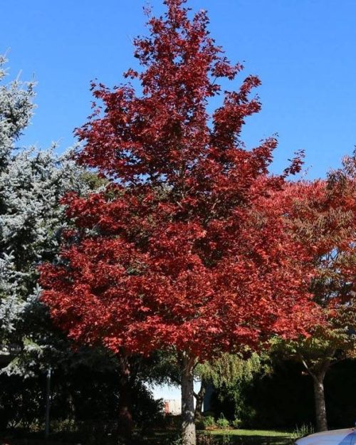 Acer truncatum X 'Crimson Sunset'