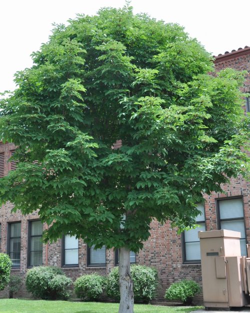 Aesculus hippocastanum