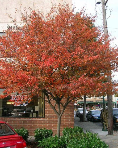 Amelanchier 'Autumn Brilliance'