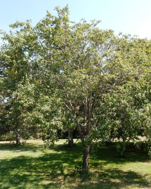 Amelanchier g. 'Robin Hill'