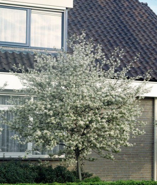 Amelanchier X Grandiflora 'Ballerina'