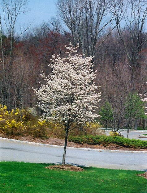 Amelanchier laevis ‘Cumulus’
