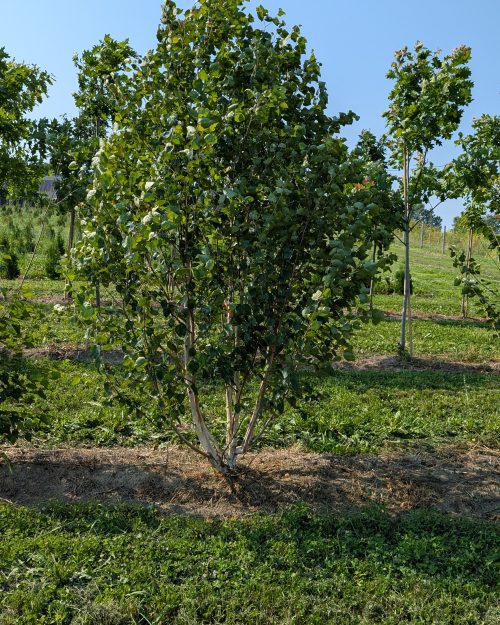 Betula utilis 'Jacquemontii (Multi Stem)