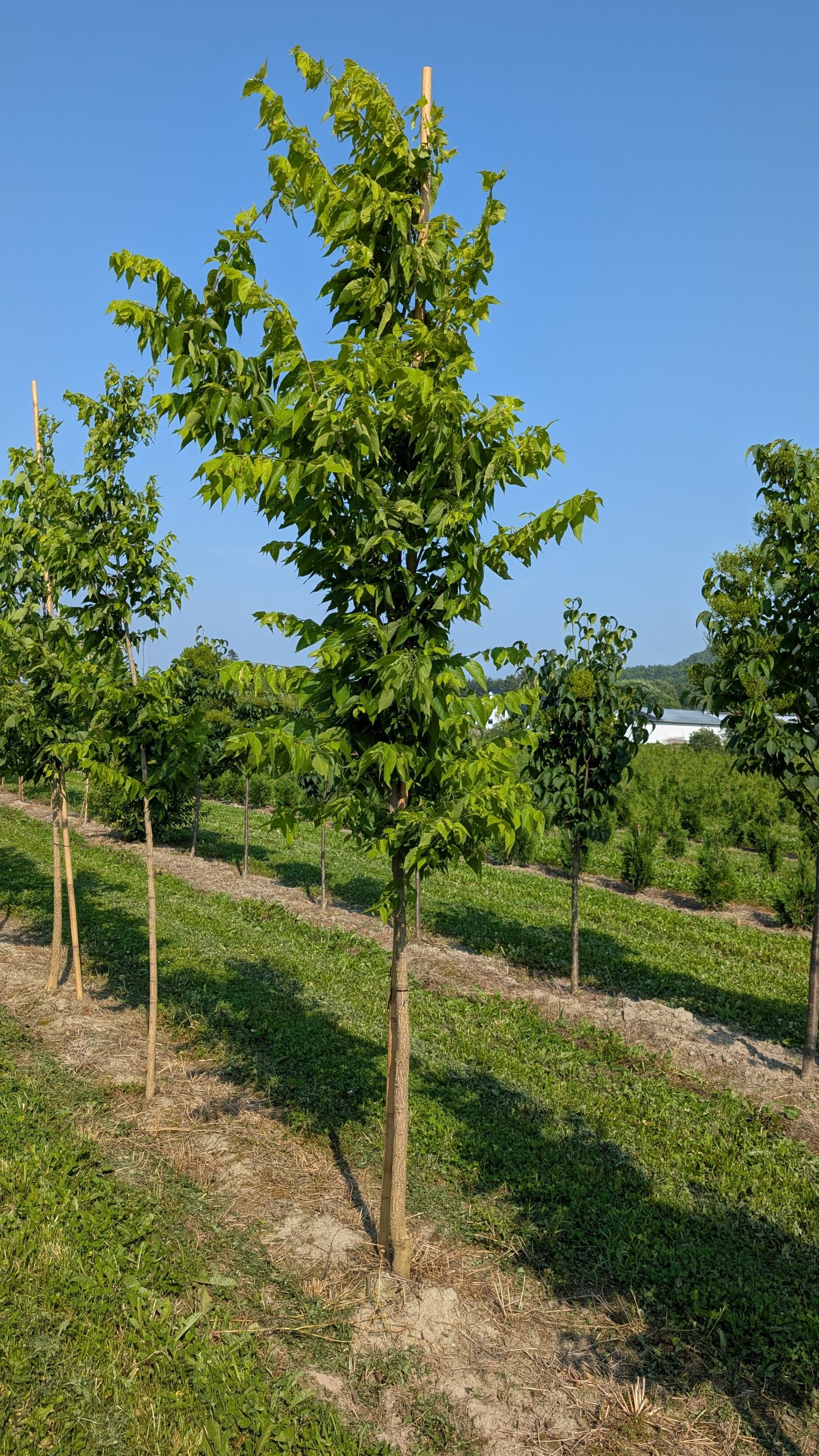 Celtis occidentalis – Image 2