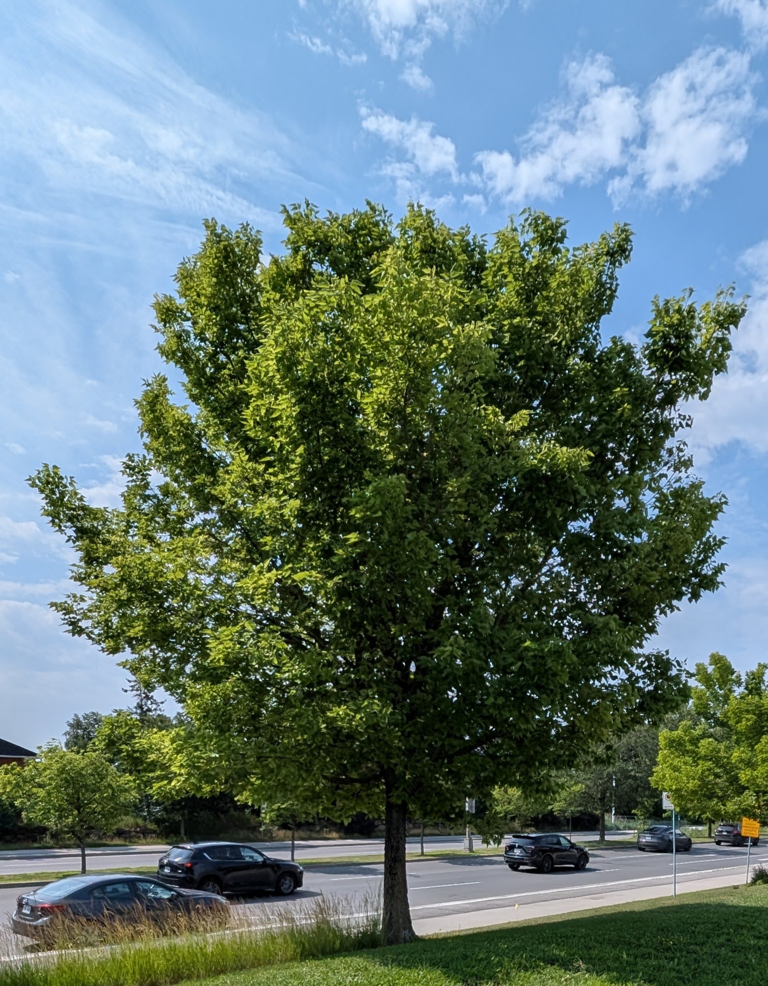 Celtis occidentalis