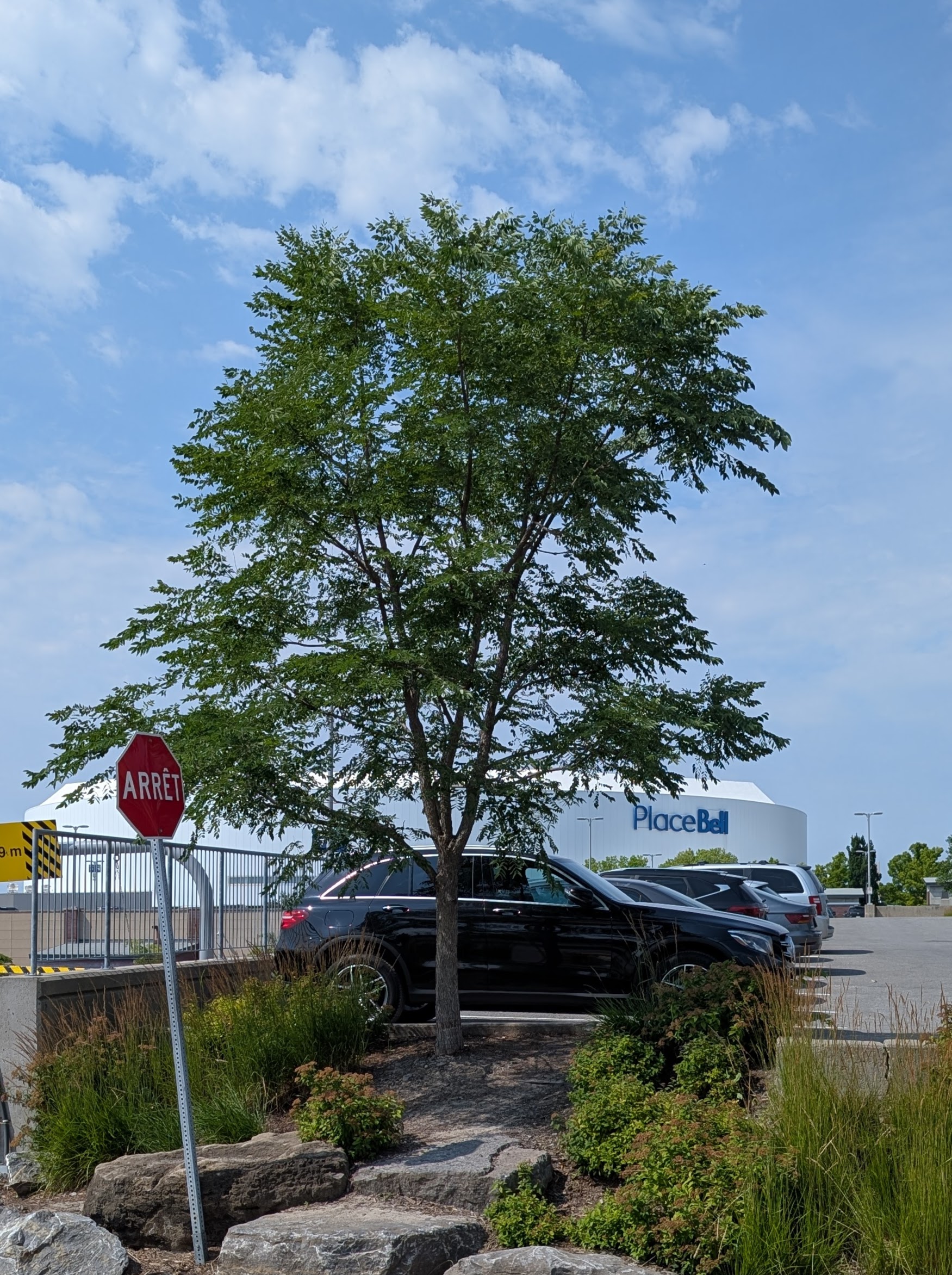 Gleditsia triacanthos 'Imperial' – Image 2