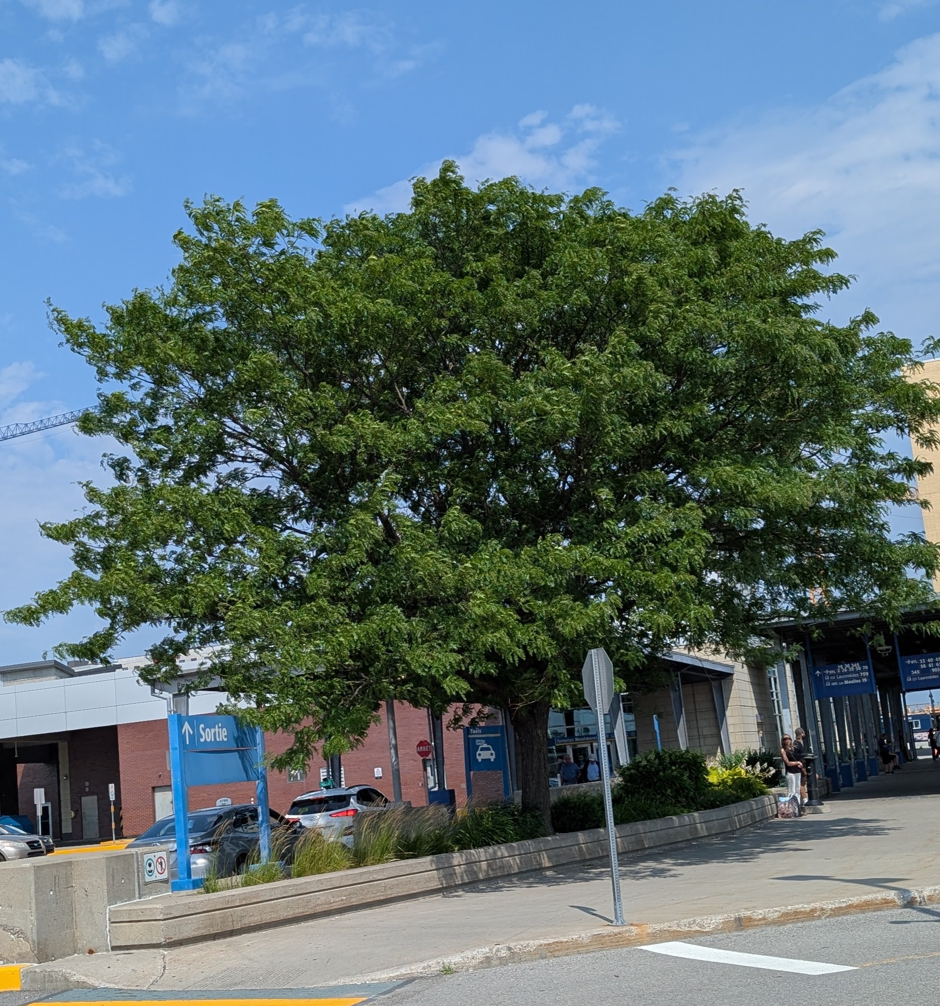 Gleditsia triacanthos 'Imperial' – Image 3