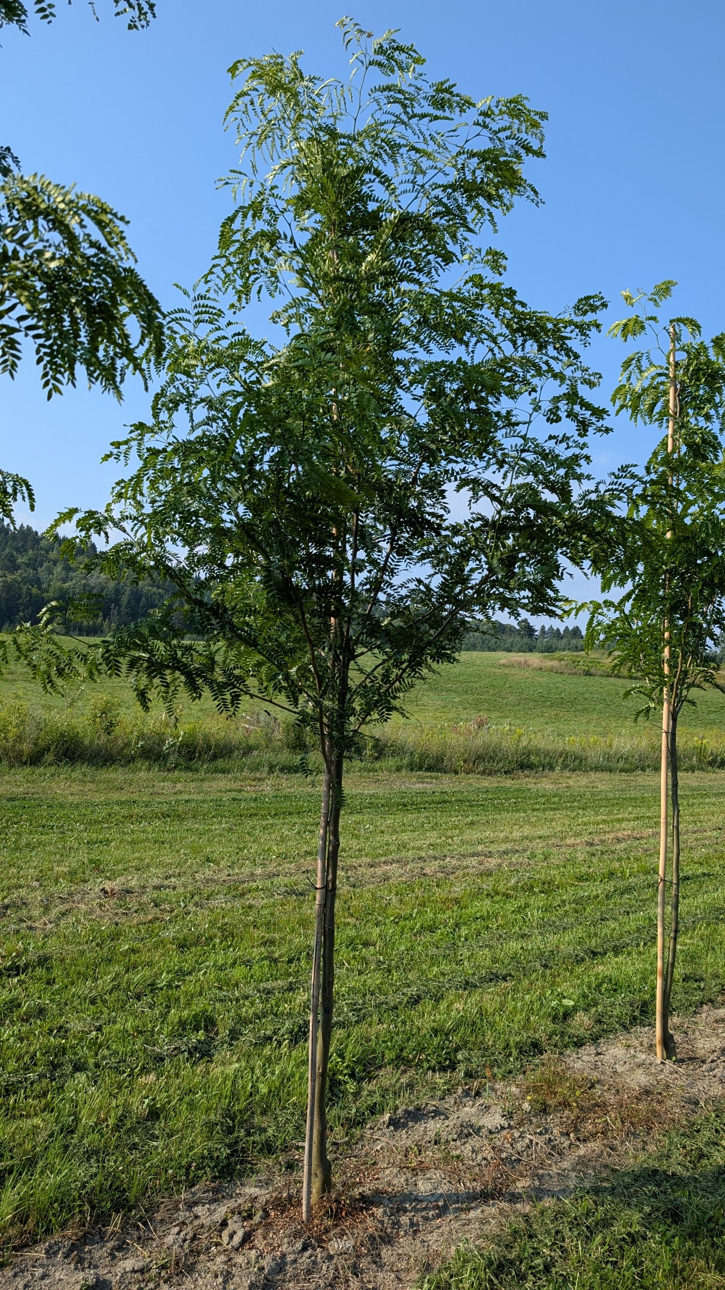 Gleditsia triacanthos 'Imperial'
