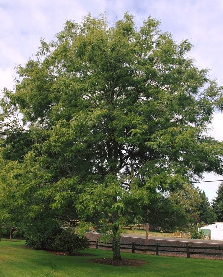 Gleditsia triacanthos var. 'Skyline'
