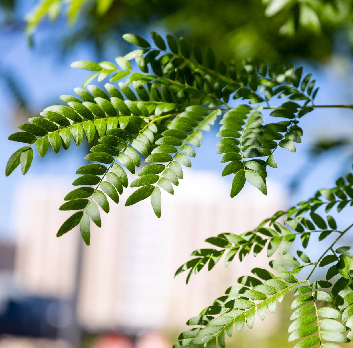 Gleditsia triacanthos var. 'Skyline' – Image 3
