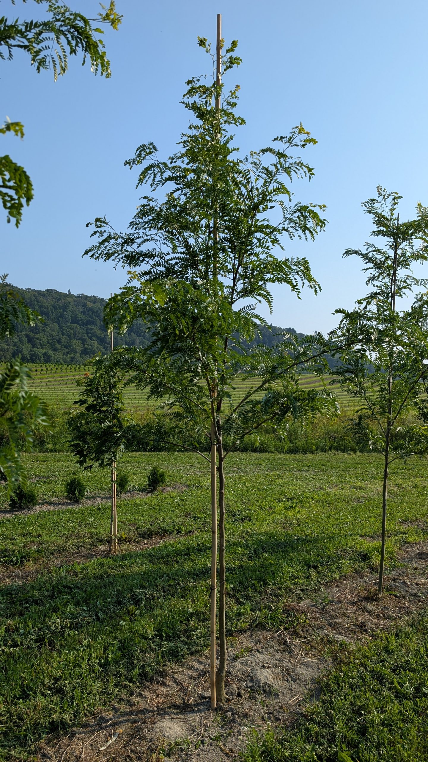 Gleditsia triacanthos var. 'Skyline' – Image 2