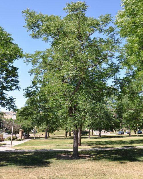 Gleditsia triacanthos 'Shademaster'