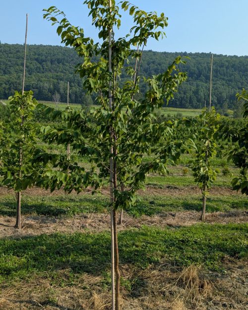 Ostrya virginiana