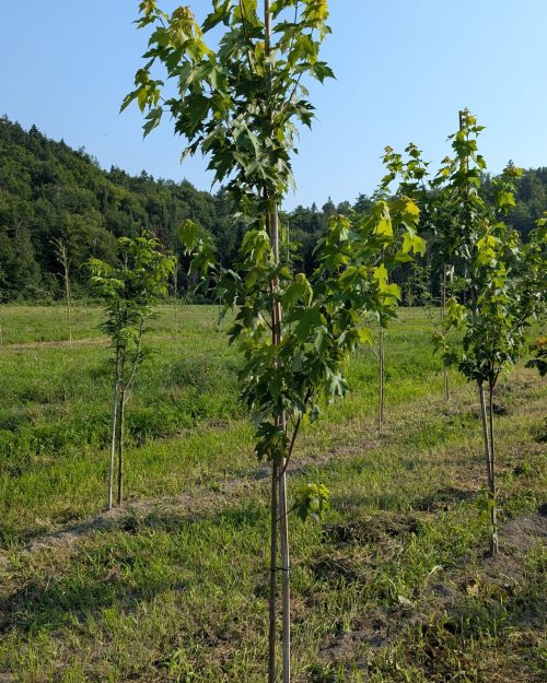Acer freemanii Autumn Fantasy Arbres