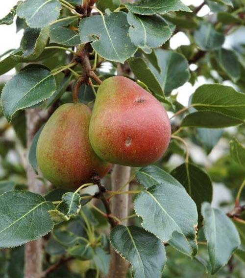 Pyrus ussuriensis 'Golden Spice'