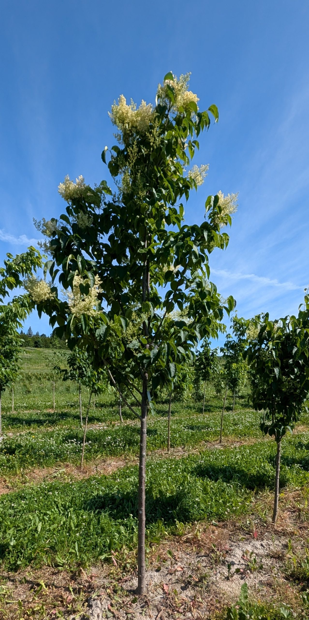 Syringa reticulata 'Ivory Silk'