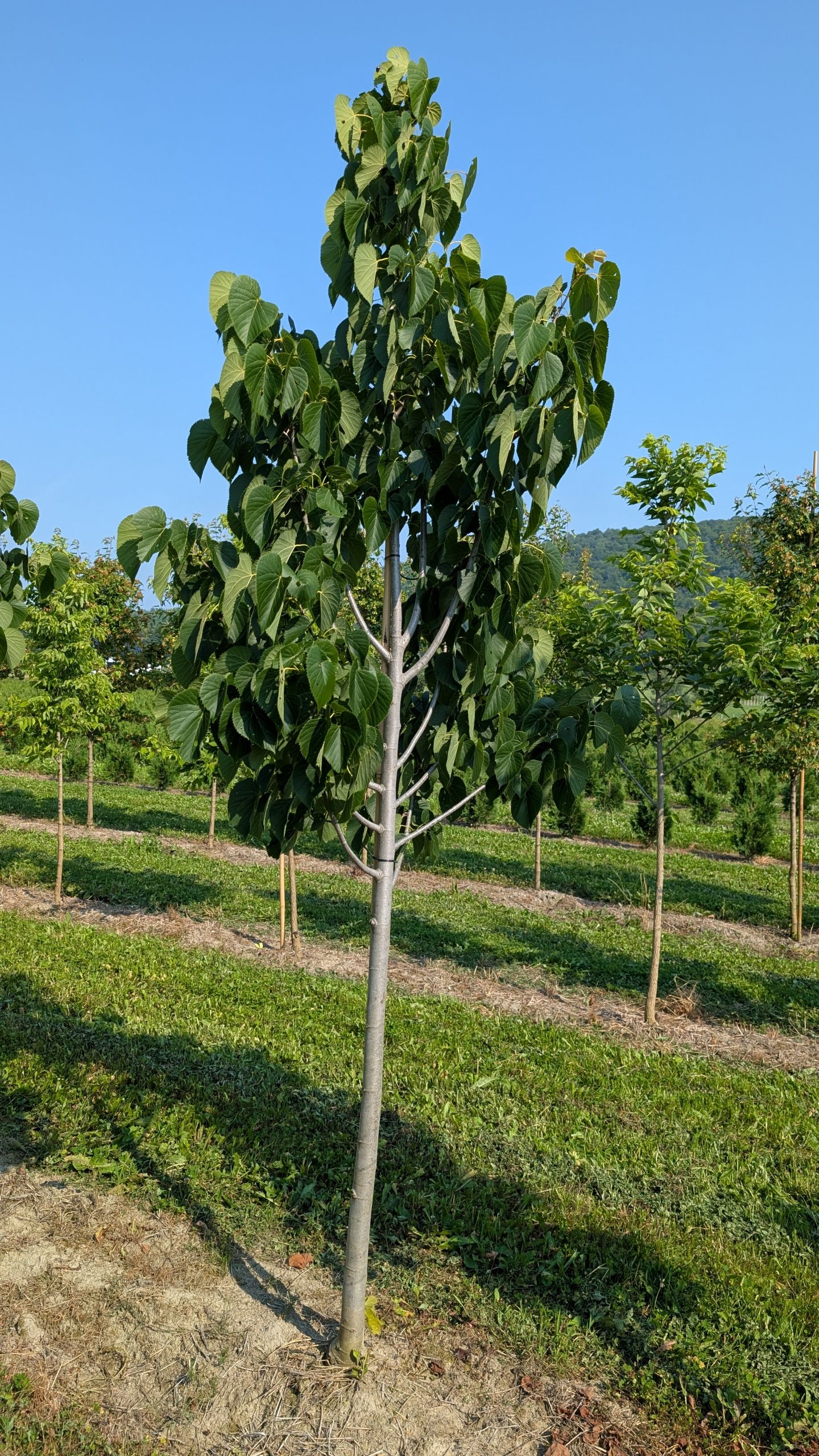 Tilia americana 'Boulevard'