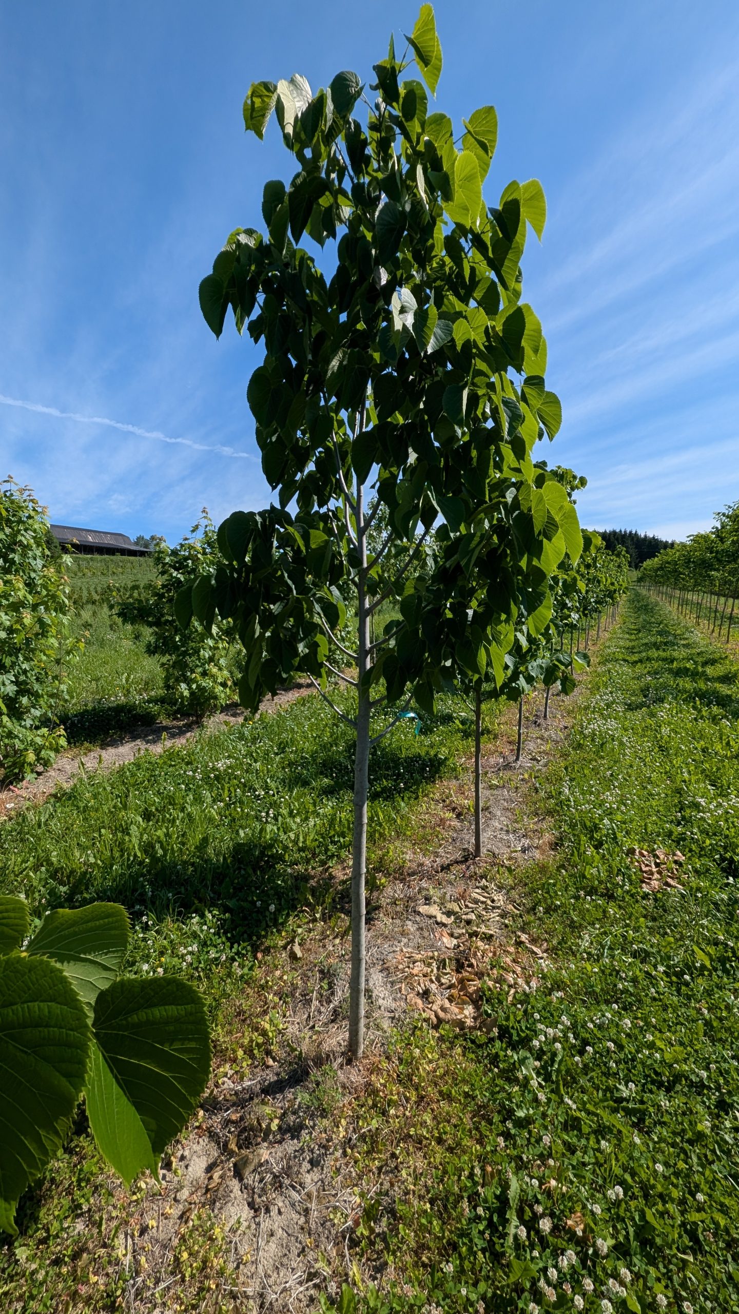 Tilia americana 'Boulevard' – Image 3