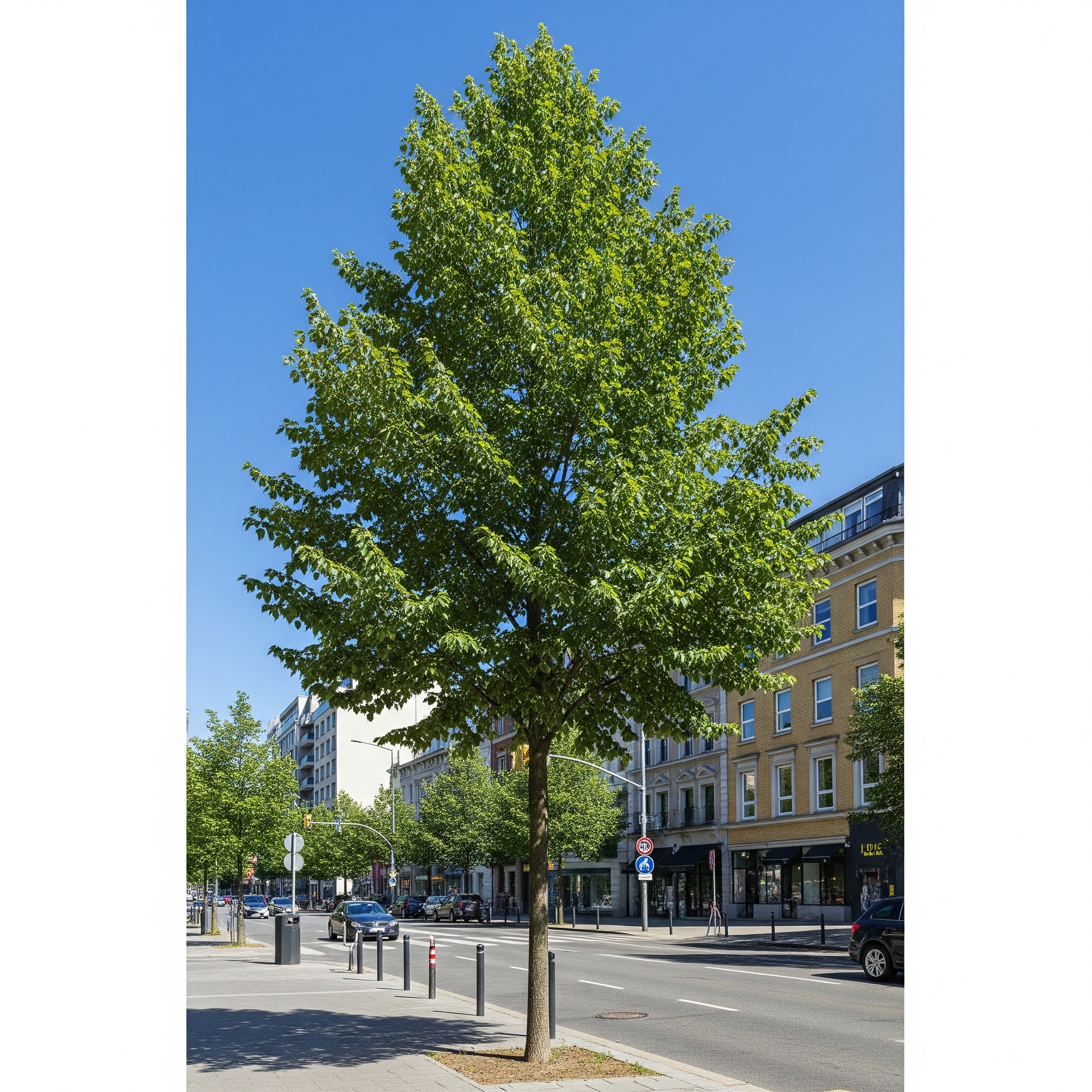 Tilia americana 'Boulevard' – Image 2