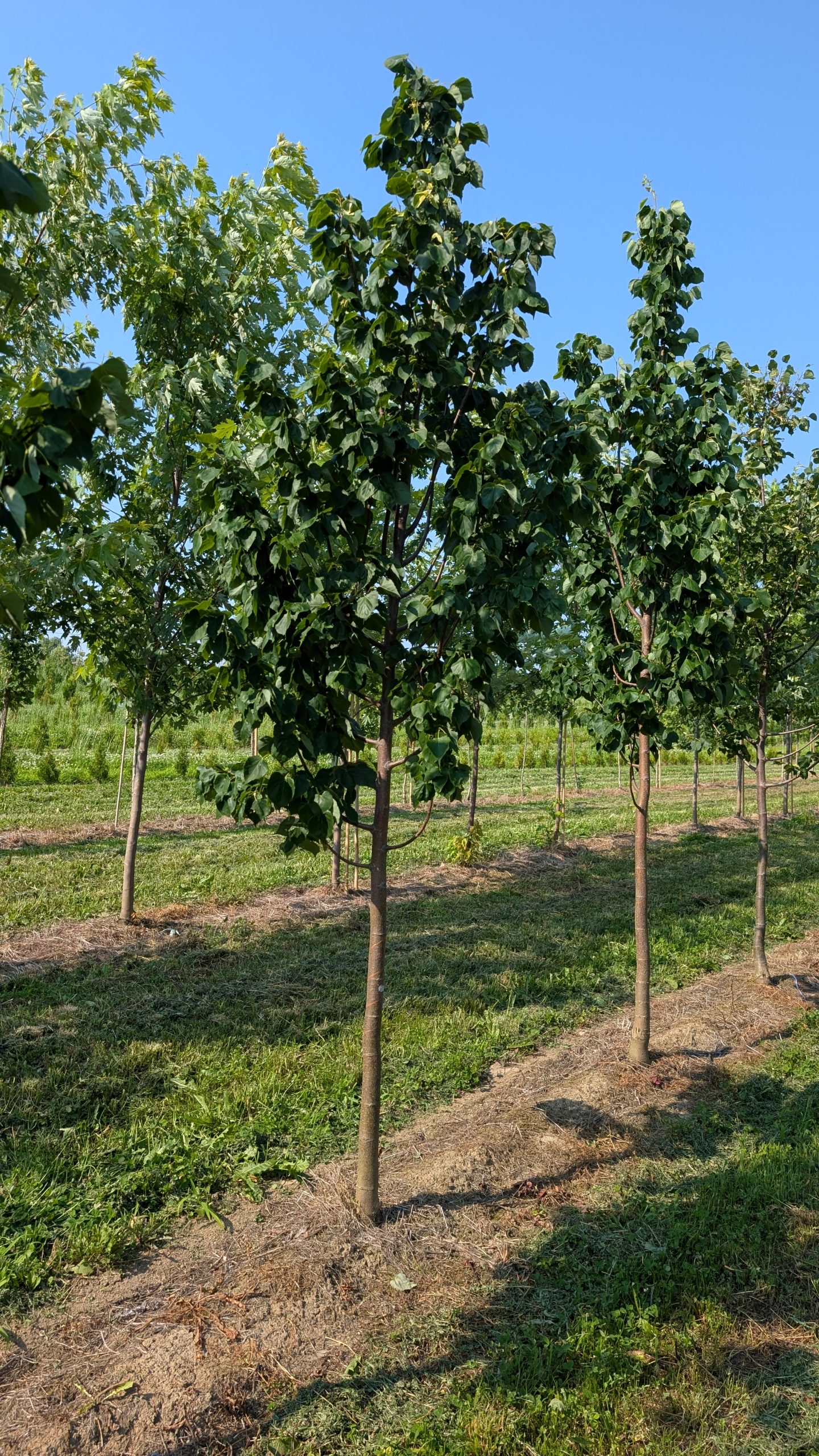 Tilia mongolica 'Harvest Gold'