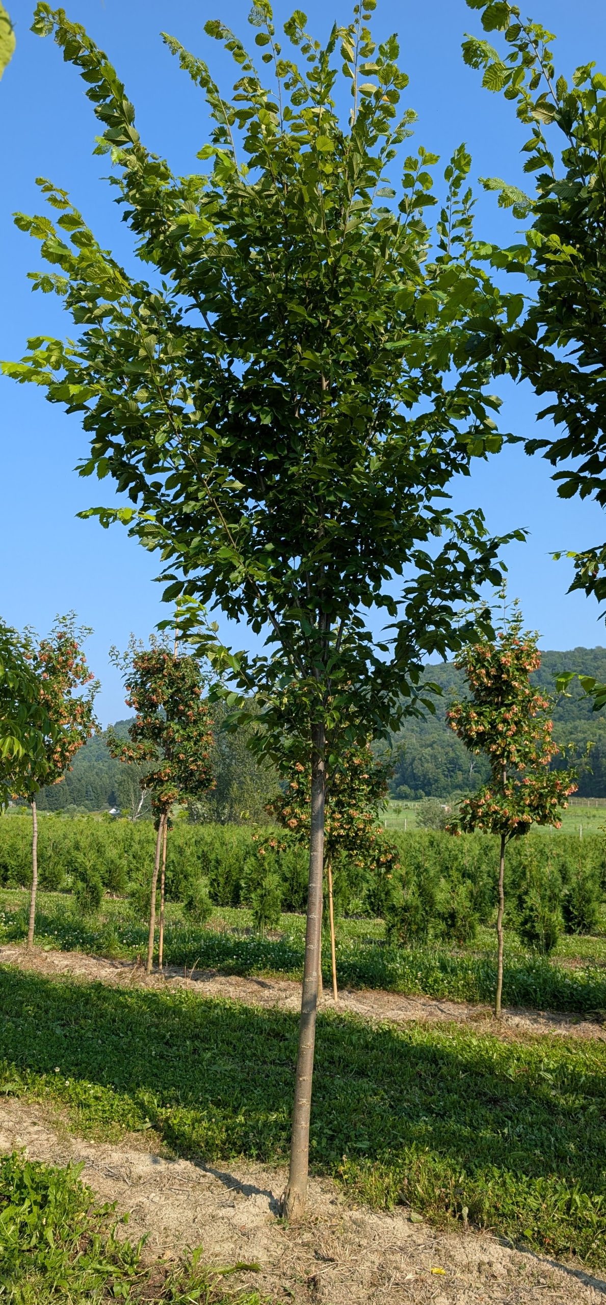 Ulmus americana 'Princeton' – Image 2