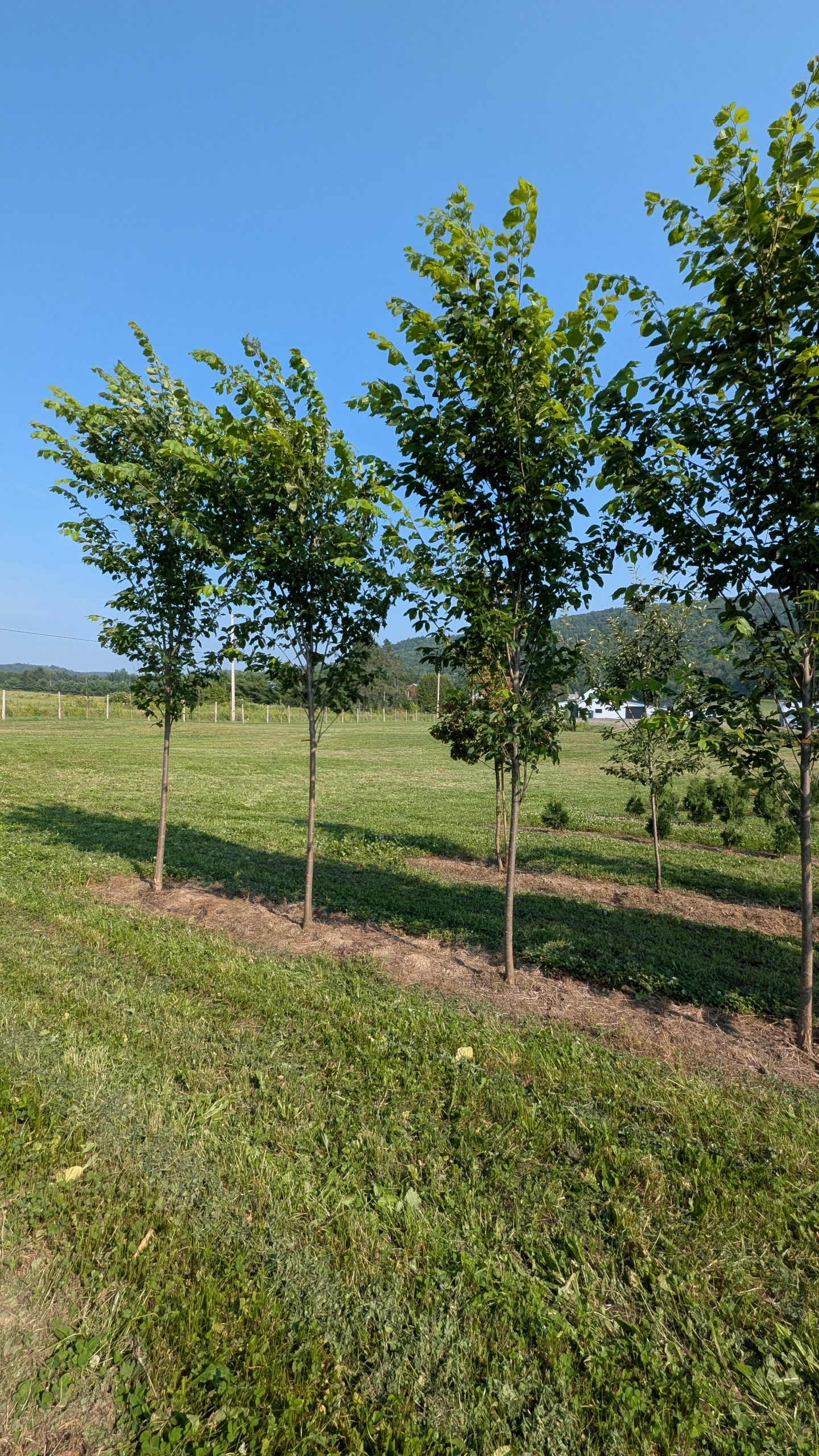 Ulmus americana 'Princeton' – Image 3