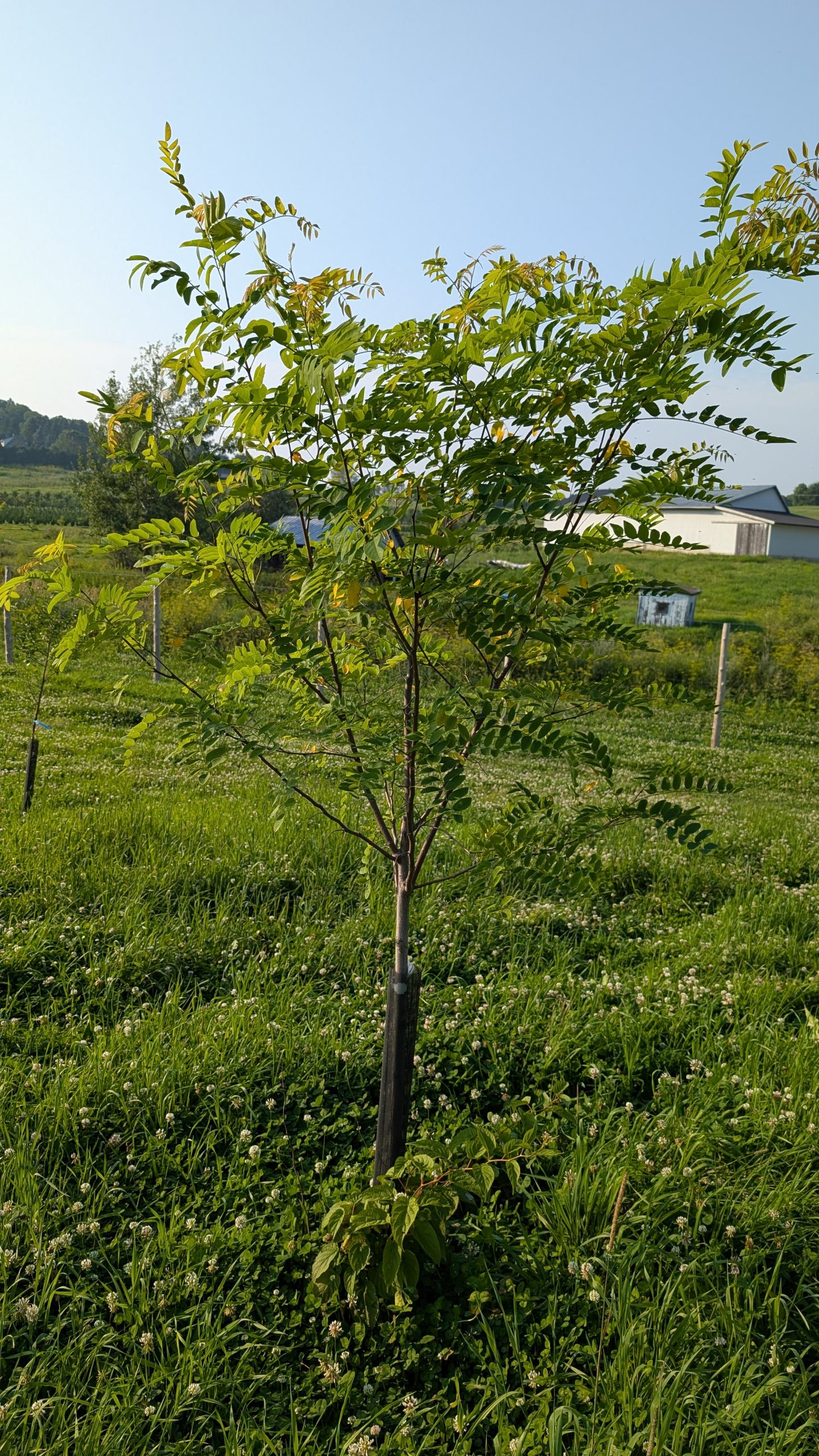 Robinia pseudoacacia 'Purple Robe' – Image 2